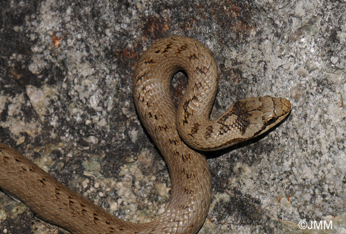 Coronella austriaca Coronelle lisse